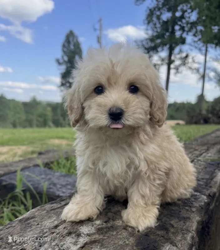 Chip – Miniature Goldendoodle puppy for sale in Greensboro, NC