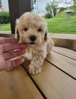 Jamie, a male Bichpoo for sale in Greensboro, NC – 2 of 2