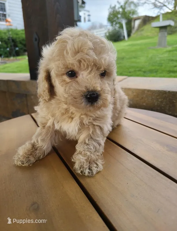 Jamie – Bichpoo puppy for sale in Greensboro, NC