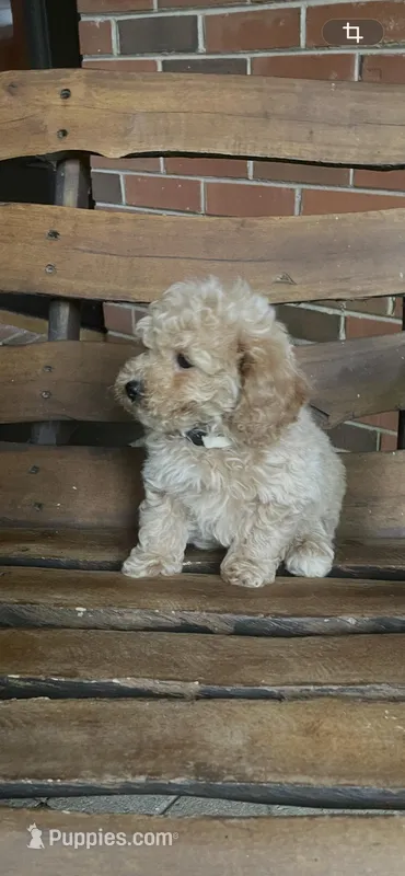 Josie – Bichpoo puppy for sale in Greensboro, NC