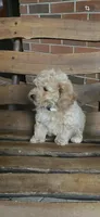 Josie, a female Bichpoo for sale in Greensboro, NC – 1 of 1