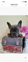Mingo, a male Frenchton for sale in Greensboro, NC – 2 of 2