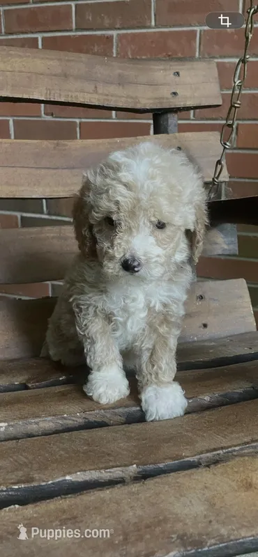 Jill – Bichon Frise puppy for sale in Greensboro, NC