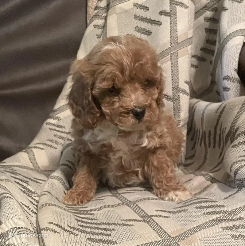Jaden – Bichpoo puppy for sale in Greensboro, NC