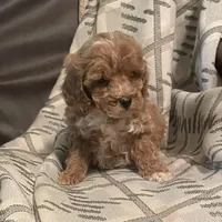 Jaden, a male Bichpoo for sale in Greensboro, NC – 1 of 2