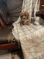 Jaden, a male Bichpoo for sale in Greensboro, NC – 2 of 2