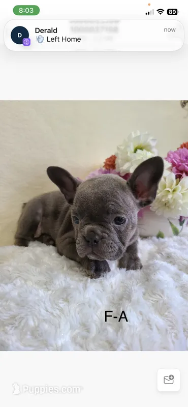 Macy – Frenchton puppy for sale in Greensboro, NC