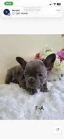 Macy, a female Frenchton for sale in Greensboro, NC – 1 of 2