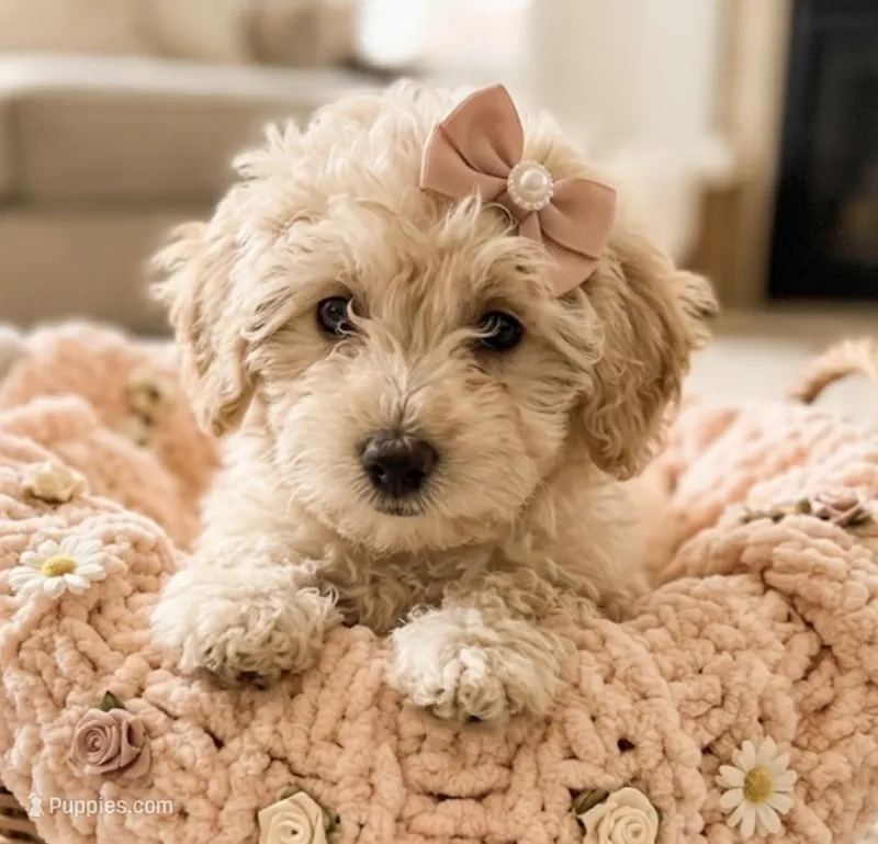 Cammi – Miniature Goldendoodle puppy for sale in Greensboro, NC