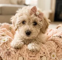 Cammi, a female Miniature Goldendoodle for sale in Greensboro, NC – 1 of 1