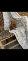 Benji, a male Miniature Goldendoodle for sale in Greensboro, NC – 2 of 3