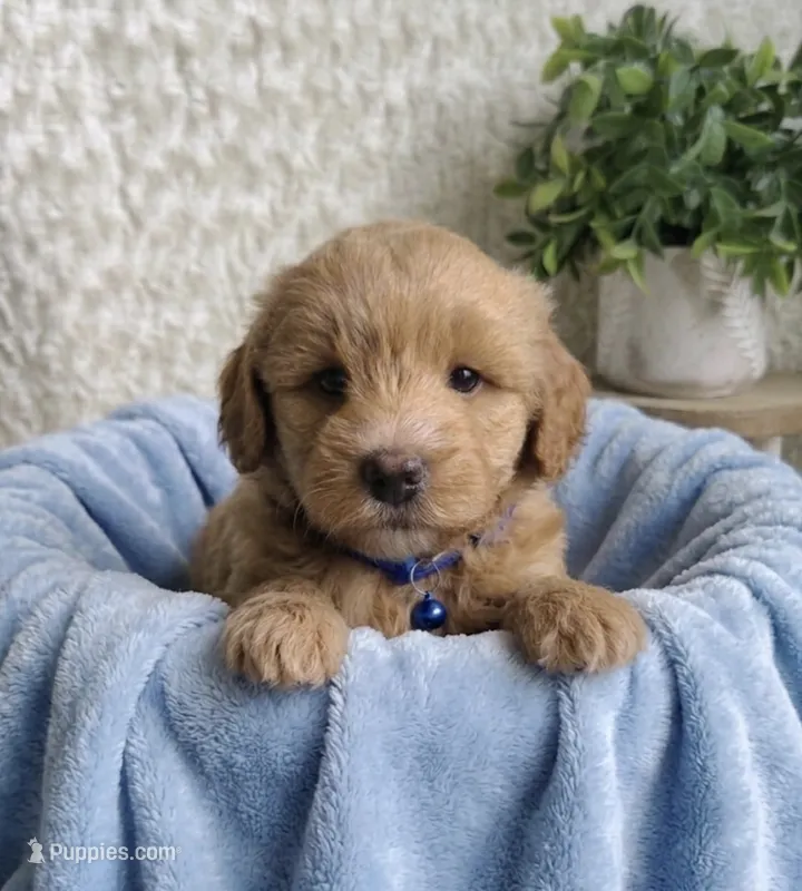 Cupid – Miniature Goldendoodle puppy for sale in Greensboro, NC
