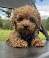 Benji, a male Poodle - Toy  for sale in Greensboro, NC – 1 of 1