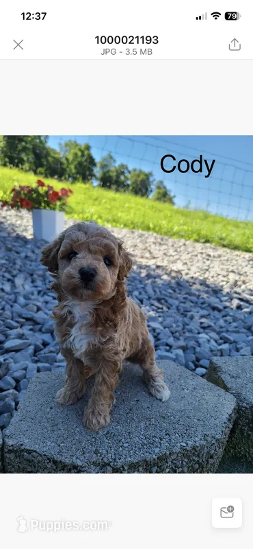 Cody – Poodle - Toy  puppy for sale in Greensboro, NC