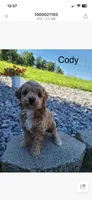 Cody, a male Poodle - Toy  for sale in Greensboro, NC – 1 of 1