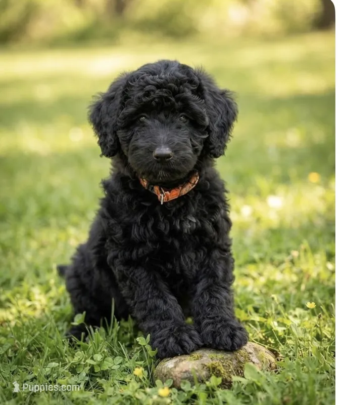 Molly – Miniature Goldendoodle puppy for sale in Greensboro, NC