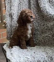 Mia, a female Poodle - Toy  for sale in Greensboro, NC – 2 of 4