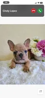 Munchkin, a female Frenchton for sale in Greensboro, NC – 2 of 2