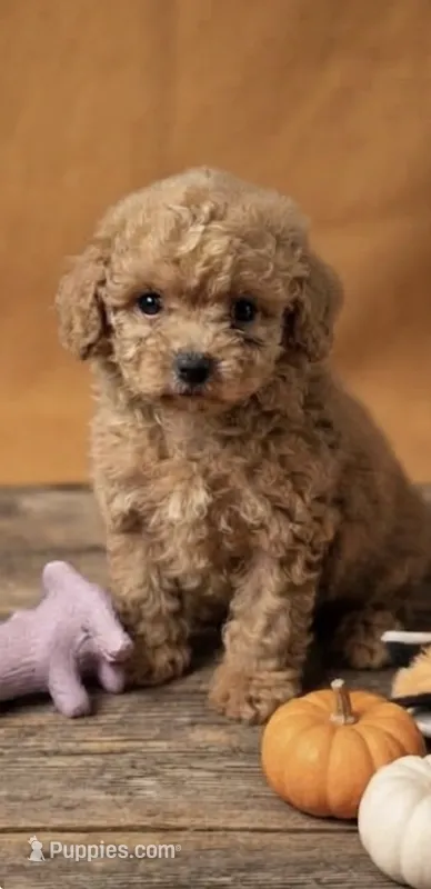 Benny – Bichpoo puppy for sale in Greensboro, NC