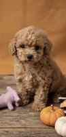 Benny, a male Poochon for sale in Greensboro, NC – 2 of 2