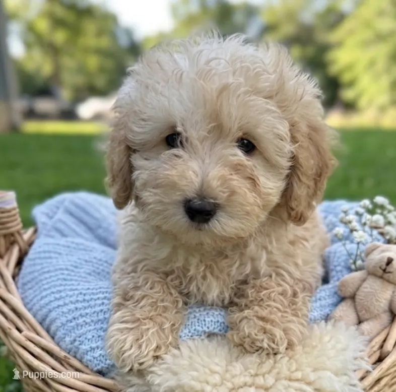 Chip – Miniature Goldendoodle puppy for sale in Greensboro, NC