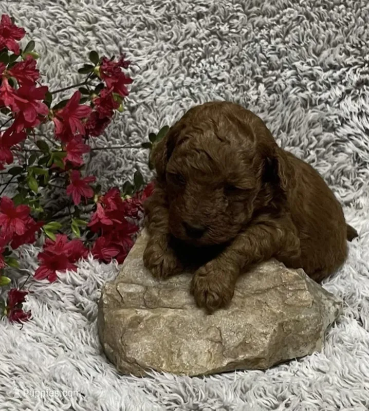Misty – Miniature Goldendoodle puppy for sale in Greensboro, NC