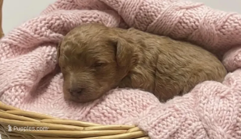 Misty – Miniature Goldendoodle puppy for sale in Greensboro, NC