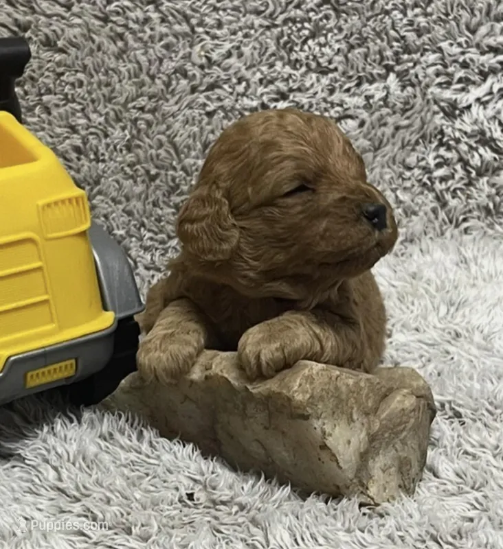 Cocoa – Miniature Goldendoodle puppy for sale in Greensboro, NC