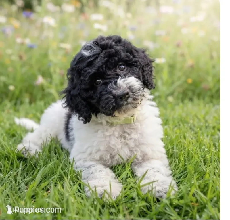 Chip – Miniature Goldendoodle puppy for sale in Greensboro, NC