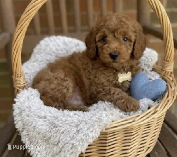Benji – Miniature Goldendoodle puppy for sale in Greensboro, NC