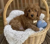 Benji, a male Miniature Goldendoodle for sale in Greensboro, NC – 1 of 3