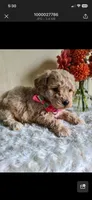 Bobbi, a female Bichpoo for sale in Greensboro, NC – 2 of 3