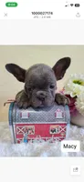 Macy, a female Frenchton for sale in Greensboro, NC – 2 of 2