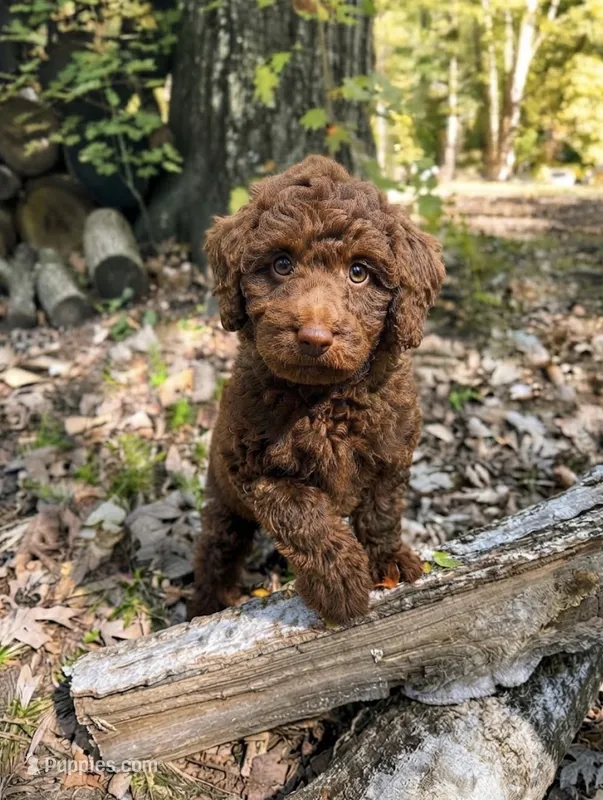 Cocoa – Miniature Goldendoodle puppy for sale in Greensboro, NC