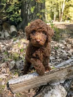 Cocoa, a male Miniature Goldendoodle for sale in Greensboro, NC – 1 of 1