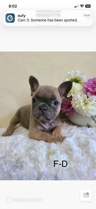 Milo – Frenchton puppy for sale in Greensboro, NC