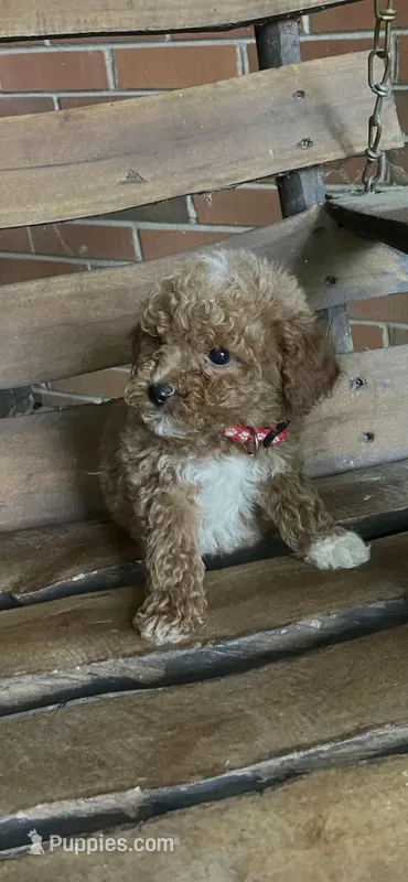 Jonas – Poodle - Toy  puppy for sale in Greensboro, NC