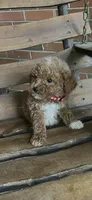 Jonas, a male Poodle - Toy  for sale in Greensboro, NC – 1 of 1