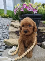 Piper, a male Miniature Goldendoodle for sale in Greensboro, NC – 1 of 1