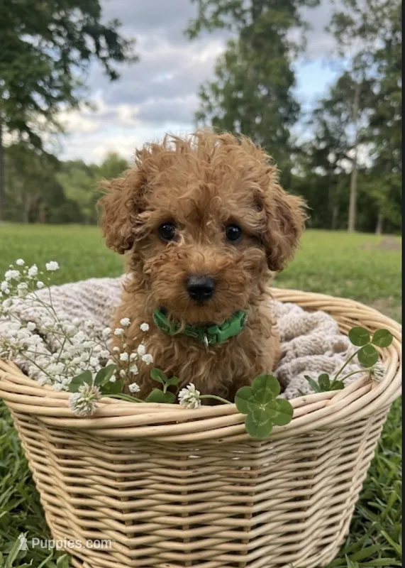 Nutmeg – Poodle - Toy  puppy for sale in Greensboro, NC