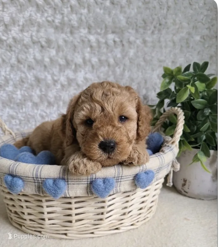 Cashton – Miniature Goldendoodle puppy for sale in Greensboro, NC