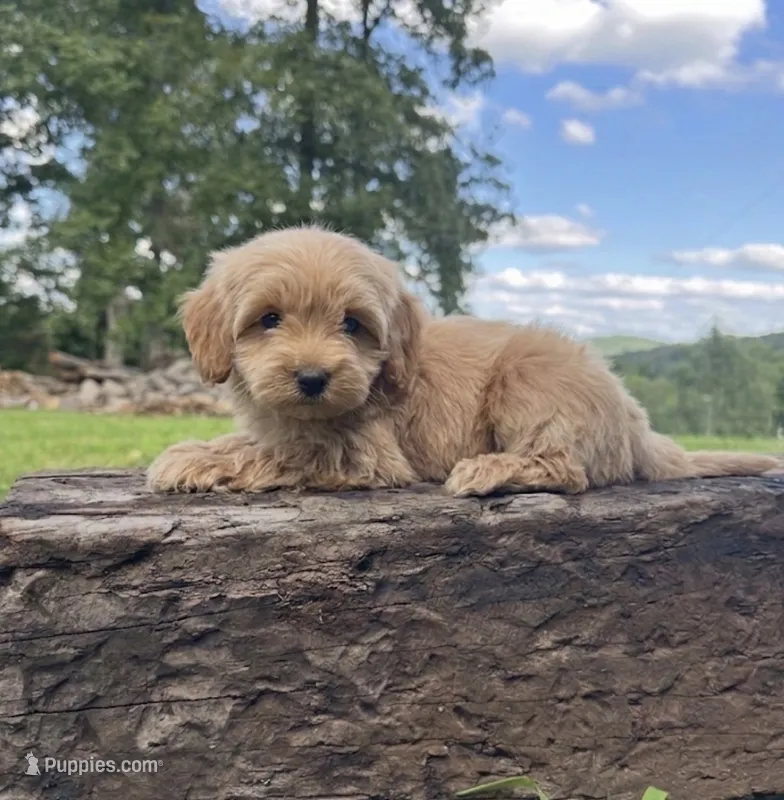 Kip – Miniature Goldendoodle puppy for sale in Greensboro, NC