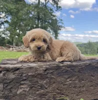 Kip, a male Miniature Goldendoodle for sale in Greensboro, NC – 1 of 1
