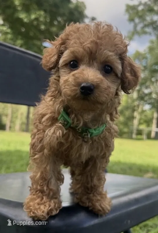 Nutmeg – Poodle - Toy  puppy for sale in Greensboro, NC