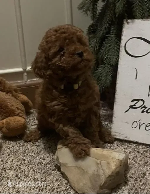 Kesha – Miniature Goldendoodle puppy for sale in Greensboro, NC