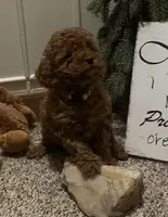 Kesha, a female Miniature Goldendoodle for sale in Greensboro, NC – 1 of 2