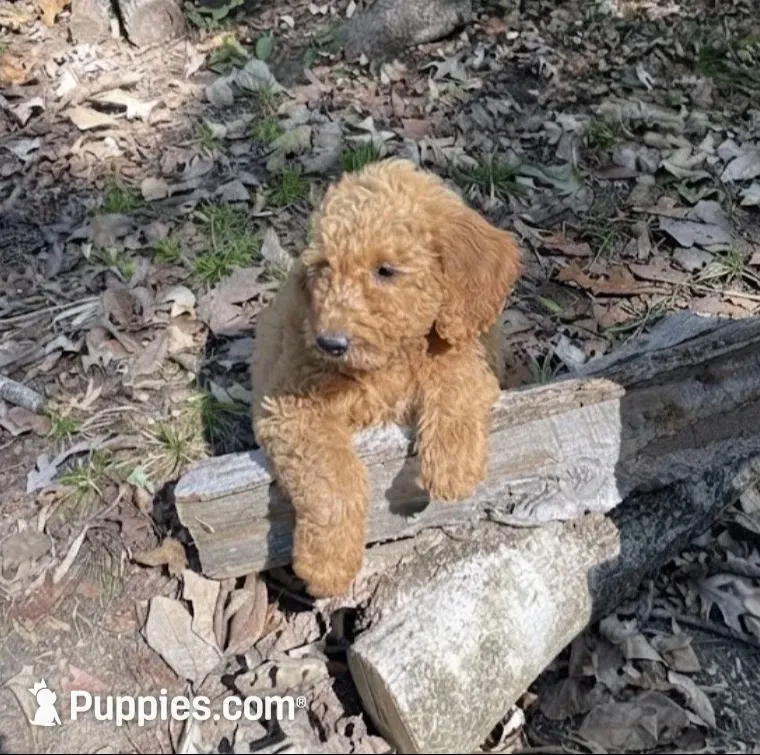 Buddy, a male Goldendoodle for sale in Greensboro, NC – 2 of 3