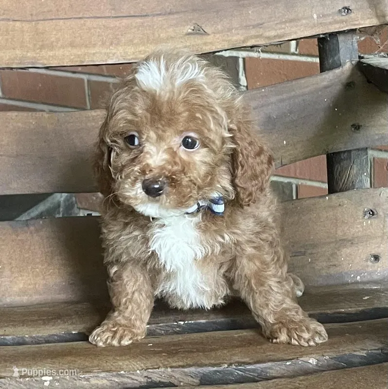 Jasper – Bichon Frise, Poodle - Toy  puppy for sale in Greensboro, NC