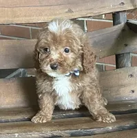 Jasper, a male Bichon Frise and Poodle - Toy  for sale in Greensboro, NC – 1 of 1