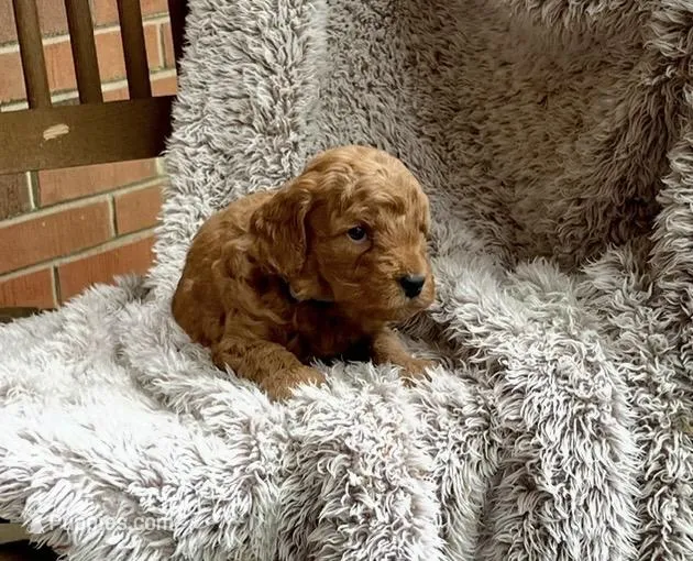 Black – Miniature Goldendoodle puppy for sale in Greensboro, NC